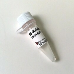 New England Biolabs, Inc. BG-Maleimide – 2 mg