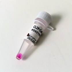 New England Biolabs, Inc. CLIP-Cell™ TMR-Star – 30 nmol