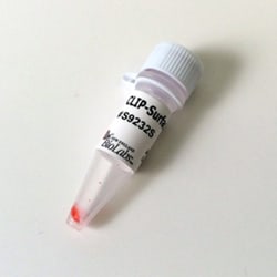 New England Biolabs, Inc. CLIP-Surface 488 – 50 nmol, Quantity: Each of