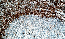 Biogenex Laboratories bcl-2 Oncoprotein : 6mL, Quantity: Each of 1