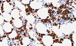 Biogenex Laboratories CD15 : BRA4F1 : 6mL, Quantity: Each of 1