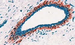Biogenex Laboratories Myosin H. Chain : SMMS.1 : 6mL, Quantity: Each of