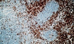 Biogenex Laboratories CD4 : 4B12 : 6mL, Quantity: Each of 1