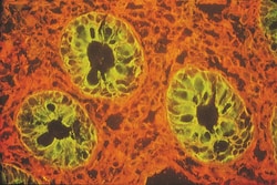 Vector Laboratories Lycopersicon esculentum lectin (LEL, TL) Biotinylated