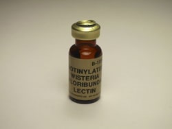 Vector Laboratories Wisteria floribunda lectin (WFA, WFL) Biotinylated