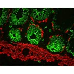 Vector Laboratories Vector M.O.M. Kit (Mouse-On-Mouse) Immunodetection
