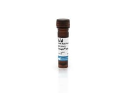 Vector Laboratories Goat Anti-Rabbit IgG Antibody DyLight 488 1.5 mg, Quantity: