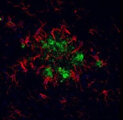 Vector Laboratories Goat Anti-Rabbit IgG Antibody DyLight 594 1.5 mg, Quantity: