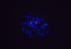 Vector Laboratories Anti-Digoxigenin/Digoxin Antibody DyLight 488 0.5 mg,