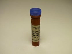 Vector Laboratories Lens Culinaris Agglutinin (LCA, LcH) DyLight 649 1 mg