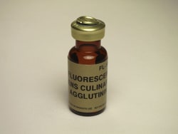 Vector Laboratories Lens Culinaris Agglutinin (LCA) Fluorescein-labeled