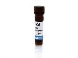 Vector Laboratories Ulex Europaeus Agglutinin I (UEA I) Fluorescein-labeled 2 mg