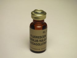 Vector Laboratories Phaseolus Vulgaris Leucoagglutinin (PHA-L) Fluorescein-labeled 2 mg