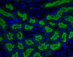 Vector Laboratories Aleuria Aurantia Lectin (AAL), Fluorescein-labeled