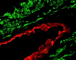 Vector Laboratories Vector M.O.M. (Mouse-On-Mouse ) Fluorescein Immunodetection