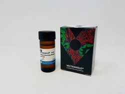Vector Laboratories VECTASHIELD PLUS Antifade Mounting Medium with DAPI