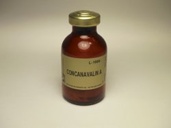 Vector Laboratories Concanavalin A (Con A) Unconjugated 500 mg, Quantity: