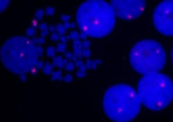 Vector Laboratories 5' EndTag™ DNA/RNA Labeling Kit