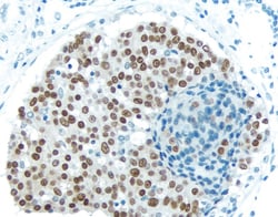 Vector Laboratories ImmPRESS-HRP Anti-Rabbit IgG (Peroxidase) Polymer Detection