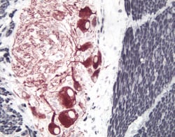 Vector Laboratories ImmPRESS-HRP Anti-Mouse IgG (Horseradish Peroxidase)