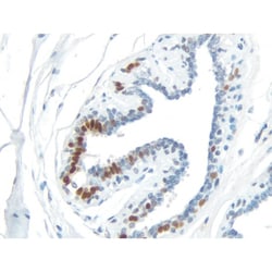 Vector Laboratories ImmPRESS-HRP Universal Antibody IgG (Anti-Mouse IgG/Anti-Rabbit