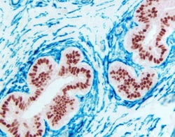 Vector Laboratories ImmPRESS-HRP Universal Antibody IgG (Anti-Mouse IgG/Anti-Rabbit