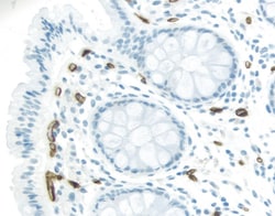 Vector Laboratories ImmPRESS Excel Amplified HRP Polymer Staining Kit (Anti-Mouse