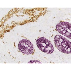 Vector Laboratories VECTASTAIN Elite ABC HRP Kit (Peroxidase, Anti-Mouse