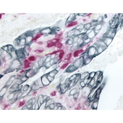 Vector Laboratories VECTASTAIN Elite ABC HRP Kit (Peroxidase, Anti-Mouse/Anti-Rabbit