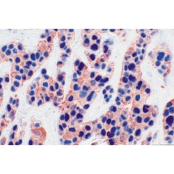 Vector Laboratories AEC Peroxidase (HRP) Substrate Kit 300 ml, Quantity: