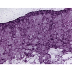 Vector Laboratories&nbsp;ImmPACT&trade; VIP Peroxidase (HRP) Substrate Kit 120 ml