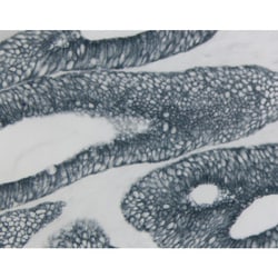 Vector Laboratories&nbsp;VECTOR SG Peroxidase (HRP) Substrate Kit 300 ml