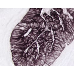 Vector Laboratories VECTOR Black Alkaline Phosphatase (AP) Substrate Kit