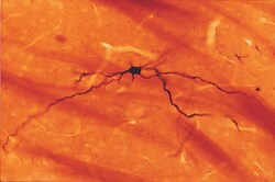 Vector Laboratories Neurobiotin Tracer for Neuronal Cell Tracing 50 mg,