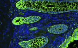 Vector Laboratories VECTASHIELD Vibrance Antifade Mounting Medium with DAPI 10 ml