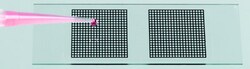 Electron Microscopy Sciences Disposable Adhesive Slide Grids, 20 mm x 20 mm