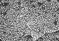 Electron Microscopy Sciences SEM Very High Resolution Gold on Carbon Test Specimen, Carbon Planchet