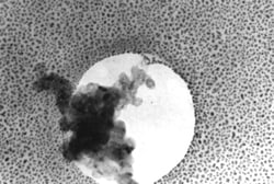 Electron Microscopy Sciences Combined Test Specimen