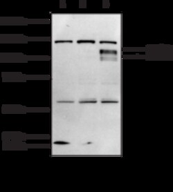 Cayman Chemical HIF-1 (C-Term) Polyclonal Antibody, 1 ea, Quantity: Each