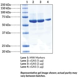 Cayman Chemical cGAS (human recombinant), 100 µg, Quantity: Each of 1