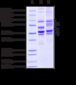Cayman Chemical Human Fibrinogen (PAD4 Citrullinated), 1 mg, Quantity:
