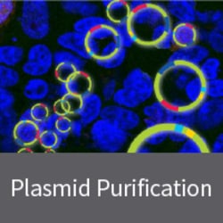 Clontech Labs 3P NucleoSpin Plasmid Transfection-grade | 50 preps, Quantity: