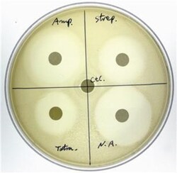 G-Biosciences ANTIBIOTIC SENSITIVITY & BACTERIA SCREENING, FOR 6 GROUPS