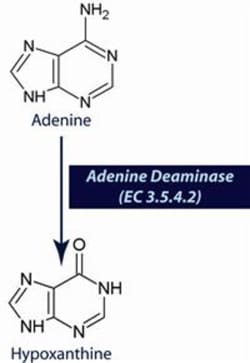 G-Biosciences ADENINE DEAMINASE (EC 3.5.4.2) [2µM], 0.25ML, Quantity: Each