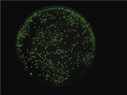G-Biosciences UNLOCKING THE MYSTERIES OF GENETIC MATERIAL, FOR 6 GROUPS