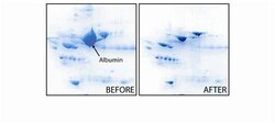 G-Biosciences ALBUMINOUT , 50 PREPS, Quantity: Each of 1