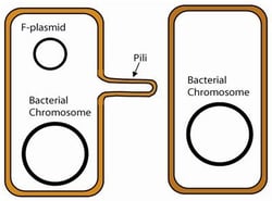 G-Biosciences Bacterial Conjugation, for 6 groups of 4-5 or 24-30 students,