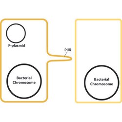 G-Biosciences Bacterial Conjugation, for 6 groups of 4-5 or 24-30 students,