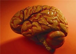 G-Biosciences HUMAN NORMAL BRAIN GENLYSATE SIZE, 150µG, Quantity: Each