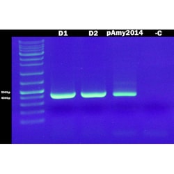 G-Biosciences THE RAMYLASE PROJECT: CONFIRMING THE AMYLASE GENE USING PCR,